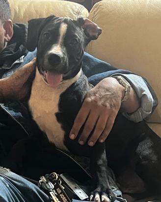 Cuccioli pitbull