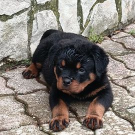 Rottweiler