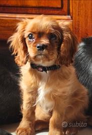Cavalier king Ruby