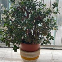 Pianta albero di giada