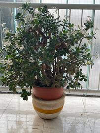 Pianta albero di giada