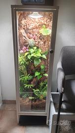 terrario con piante vere