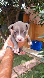 Cuccioli di Amstaff