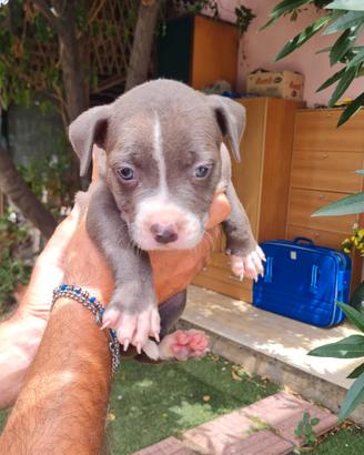 Cuccioli di Amstaff