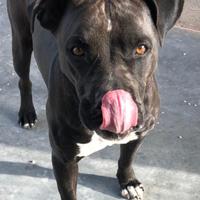 Costantin uno splendore in gabbia