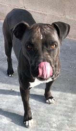 Costantin uno splendore in gabbia