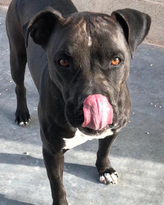 Costantin uno splendore in gabbia