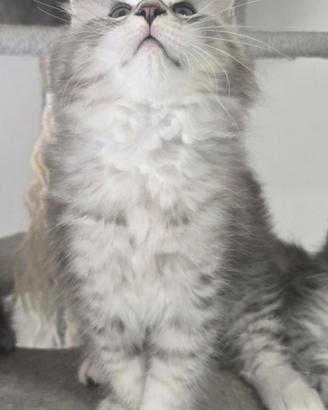 Maine coon Silver pedigree 3 mesi