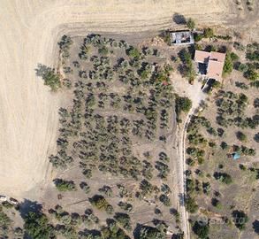 Villa panoramica con oliveto