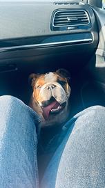 Bulldog inglese per monta