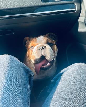 Bulldog inglese per monta