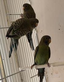 Cocorite verdi faccia nera