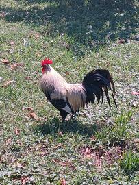 Gallo