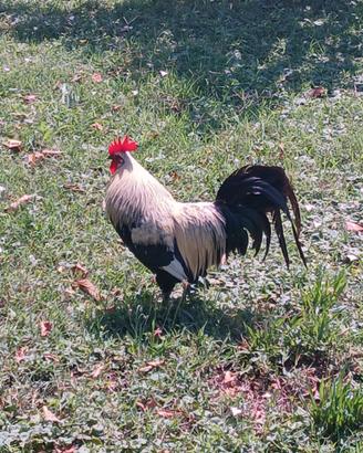 Gallo