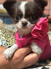 Cucciola chihuahua micro pelo lungo