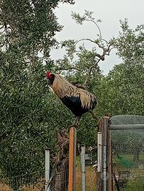 Gallo