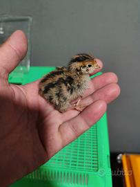Quaglie