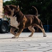 American Bully