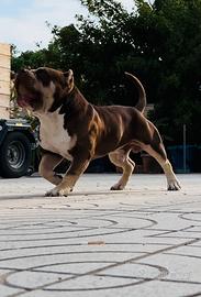 American Bully