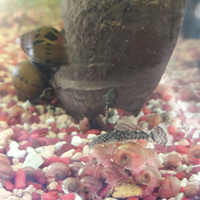 Giovani Ancistrus a TORINO