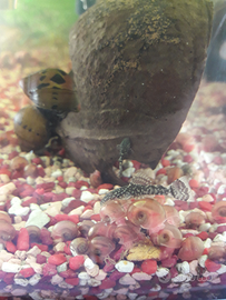 Ancistrus 6 mesi (e 4 avannotti GRATIS) a TORINO