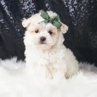 Cucciolo maschio di Maltese