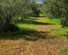 Terreno Terrasini 3300mq