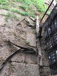 Antico Giogo per buoi