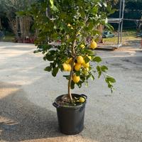 Pianta di Limone