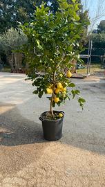 Pianta di Limone