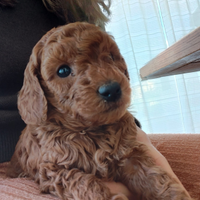 Cuccioli Barboncini Toy Fulvo Pedigree ENCI