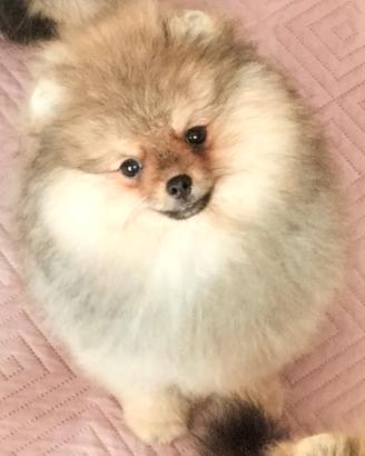 Cuccioli di Spitz di Pomerania nano (Volpino)