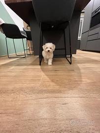 Cucciolo Maltese