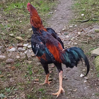 Gallo