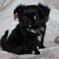 Chihuahua maschietto