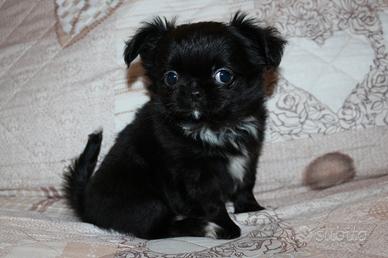 Chihuahua maschietto