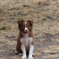 Border collie