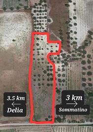 Terreno con uliveto