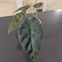 Alocasia Regal Shield