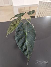 Alocasia Regal Shield