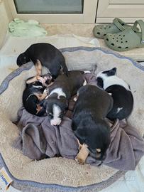 Cagnolini taglia piccola