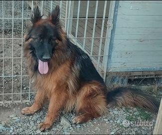 Fattrice di pastore tedesco pelo lungo