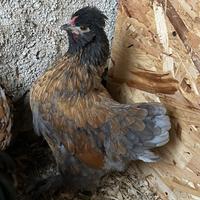 Gallina di 6 mesi incrocio