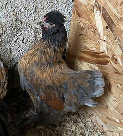 Gallina di 6 mesi incrocio