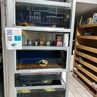 Espositore per pesci