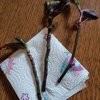 Tradescantia 3 talee da radicare