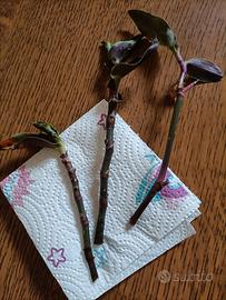 Tradescantia 3 talee da radicare