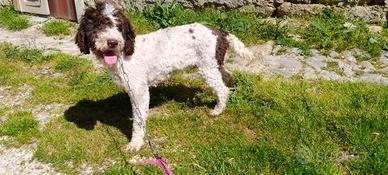 Lagotto romagnolo con pedigree