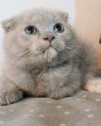 Cucciola scottish fold