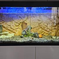 Acquario 240 lt con mobiletto ASKOLL